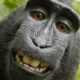 MonkeyEnterprise